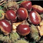 CASTANEA SATIVA BOUCHE DE BETIZAC