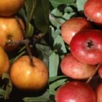 CRATAEGUS AZAROLUS AZZERUOLO