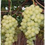 VITIS VINIFERA varietà BARESANA