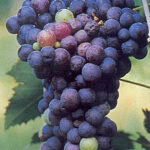 VITIS VINIFERA BOMBINO NERO