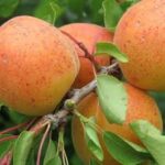 PRUNUS ARMENIACA  BULIDA
