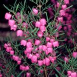 BORONIA HETEROPHYLLA