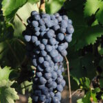 VITIS VINIFERA varietà CILIEGIOLO