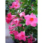 MANDEVILLA DYPLADENIA