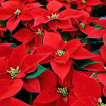EUPHORBIA PULCHERRIMA STELLA DI NATALE