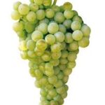 VITIS VINIFERA varietà FIANO