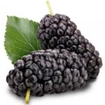GELSO NERO MORUS NIGRA
