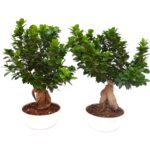 BONSAI GINSENG