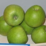 MALUS COMMUNIS  GRANNY SMITH