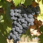 VITIS VINIFERA  varietà MONTEPULCIANO