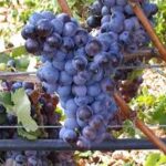 VITIS VINIFERA  varietà NERO DI TROIA