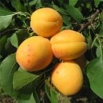 PRUNUS ARMENIACA  NINFA