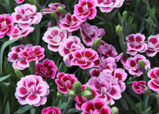 PINK KISSES