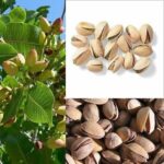 PISTACIA VERA