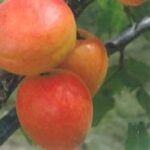 PRUNUS ARMENIACA  POPPY