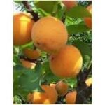 PRUNUS ARMENIACA  PRECOCE D'ITALIA