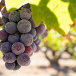 VITIS VINIFERA varietà PRIMITIVO