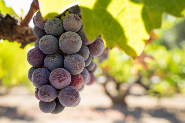 PRIMITIVO