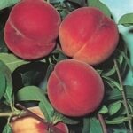 PRUNUS PERSICA  DIXIRED
