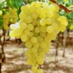 VITIS VINIFERA  varietà REGINA
