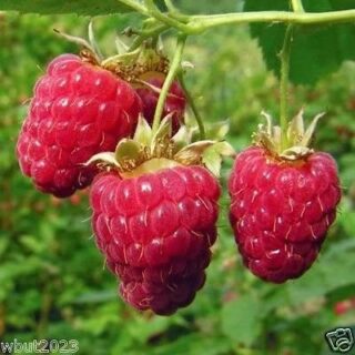 RUBUS IDAEAE