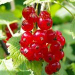 RIBES RUBRUM ROSSO