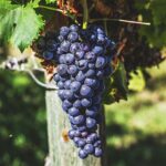 VITIS VINIFERA  varietà SANGIOVESE