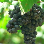VITIS VINIFERA  varietà SYRAH