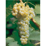 VITIS VINIFERA varietà TREBBIANO TOSCANO