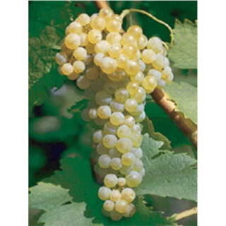 TREBBIANO