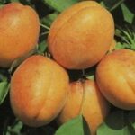 PRUNUS ARMENIACA  TYRINTHOS