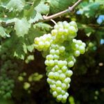 VITIS VINIFERA varietà VERDECA