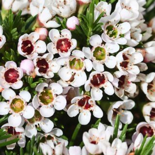WAX_FLOWER_CHAMAELAUCIUM_FLORIFERUM