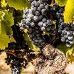 VITIS VINIFERA  varietà AGLIANICO