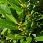 LAURUS NOBILIS