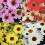 ARGYRANTHEMUM GRANDAISY