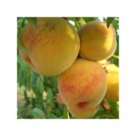 PRUNUS  PERSICA  BABY GOLD 9