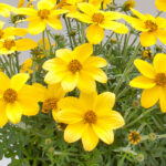 BIDENS