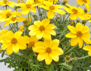 bidens