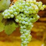 VITIS VINIFERA varietà BOMBINO BIANCO