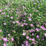 BORONIA CRENULATA