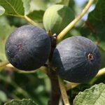 FICUS CARICA BROGIOTTO NERO