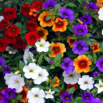 CALIBRACHOA