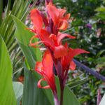 CANNA INDICA
