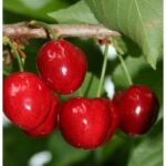 PRUNUS AVIUM VITTORIA