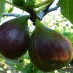 FICUS CARICA DOMENICO TAURO