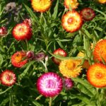XEROCHRYSUM BRACTEATUM  FIORE DI CARTA