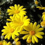 EURYOPS