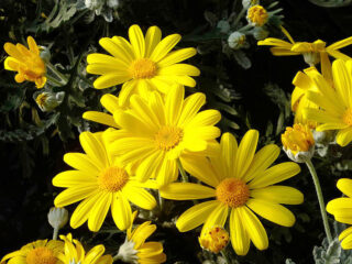 euryops