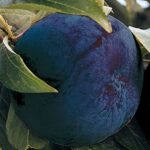 PRUNUS DOMESTICA FRIAR